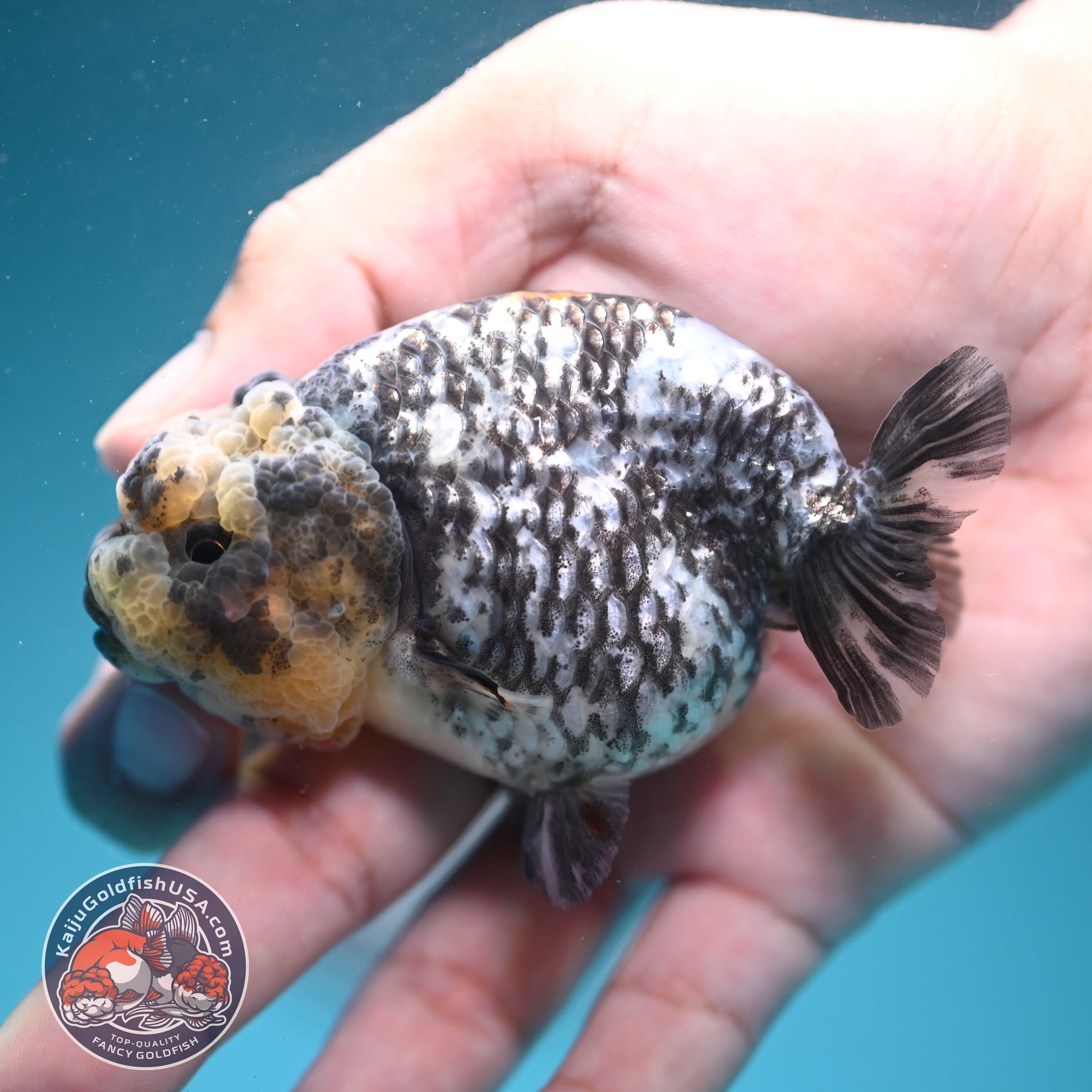 White Tiger Ranchu 3 inch Body (260626_RC06)