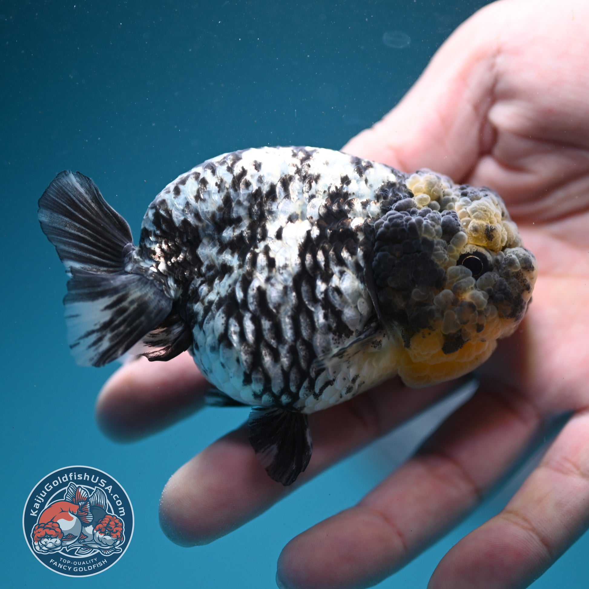 White Tiger Ranchu 3 inch Body (260731_RC05)