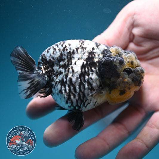 White Tiger Ranchu 3 inch Body (260731_RC05)