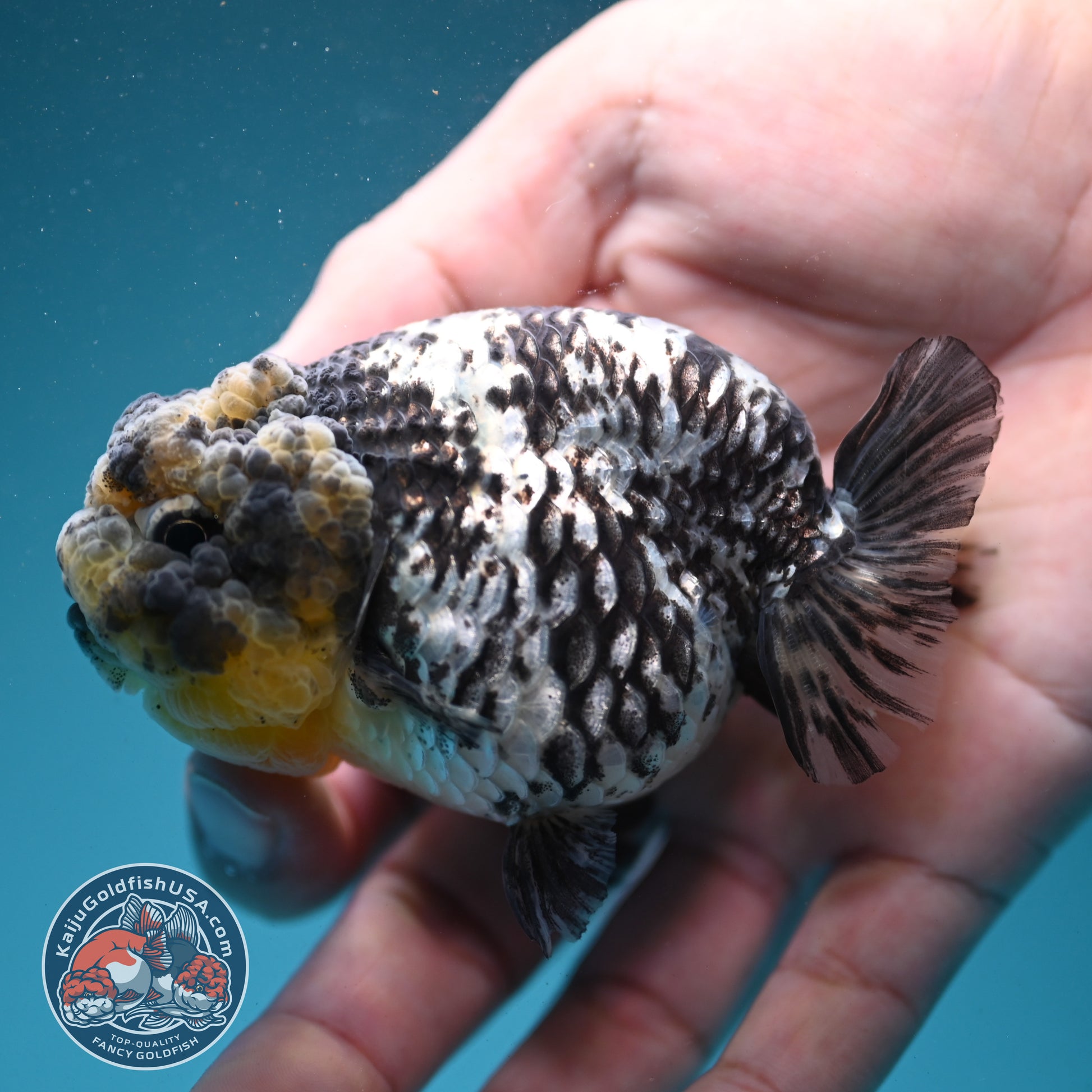 White Tiger Ranchu 3 inch Body (260731_RC05)