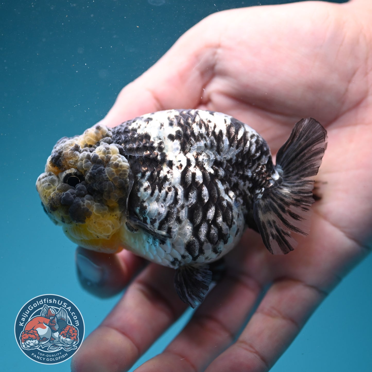 White Tiger Ranchu 3 inch Body (260731_RC05)