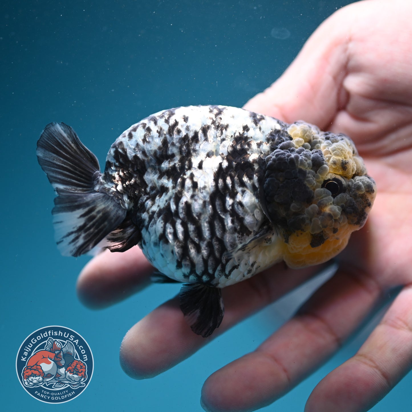 White Tiger Ranchu 3 inch Body (260731_RC05)