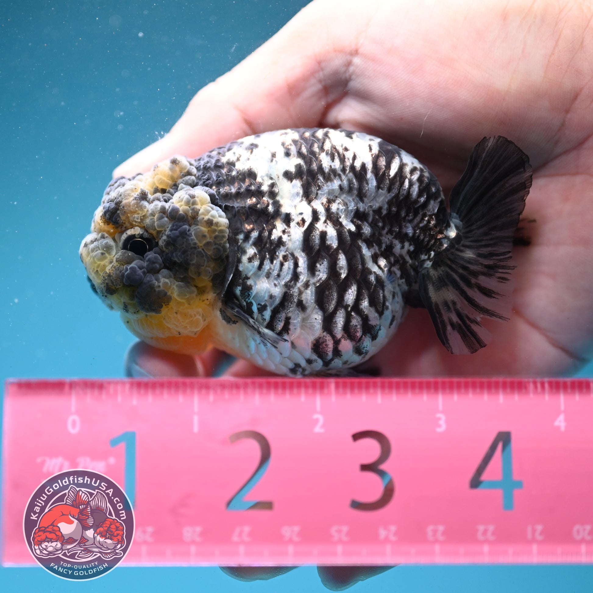 White Tiger Ranchu 3 inch Body (260731_RC05)