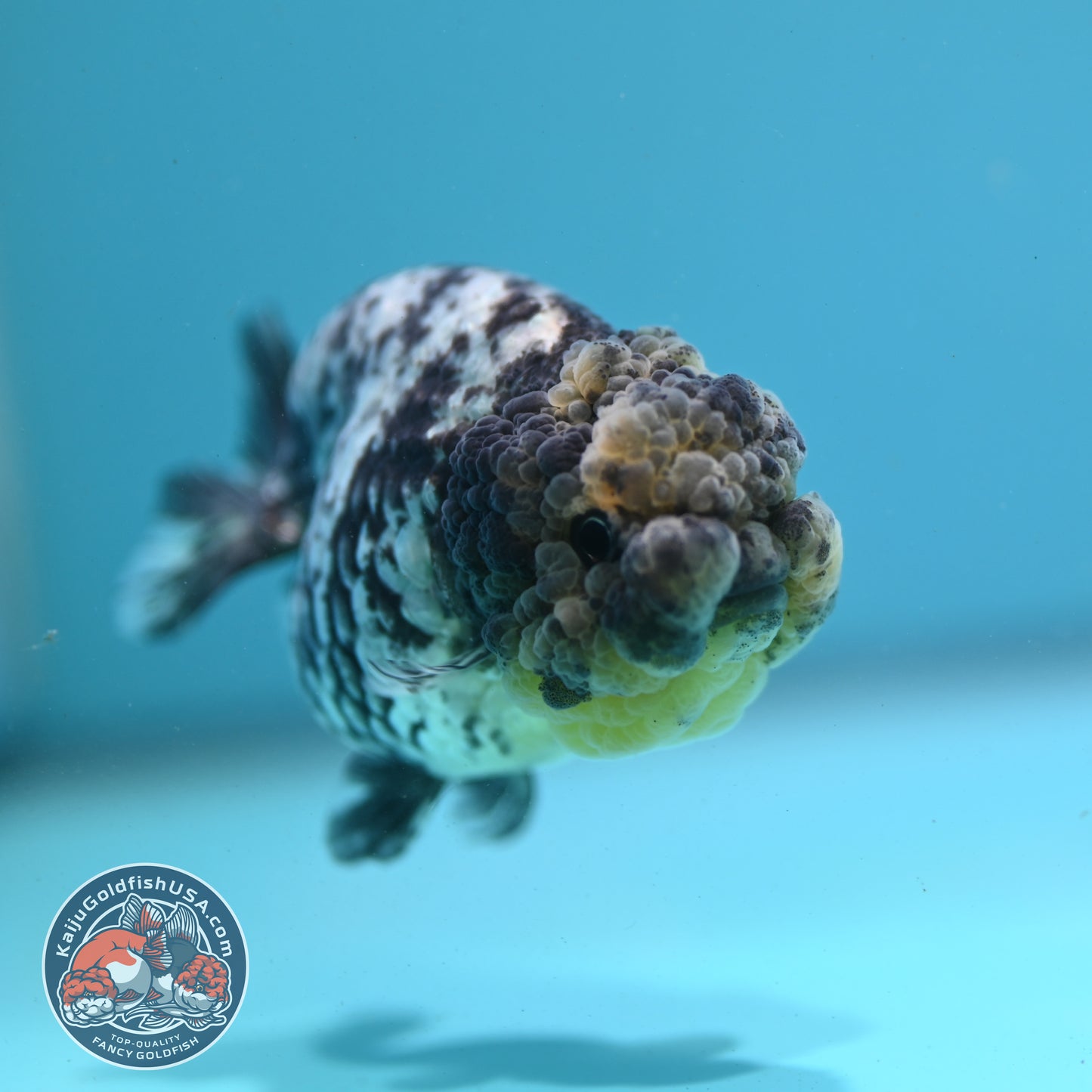 White Tiger Ranchu 3 inch Body (260731_RC05)