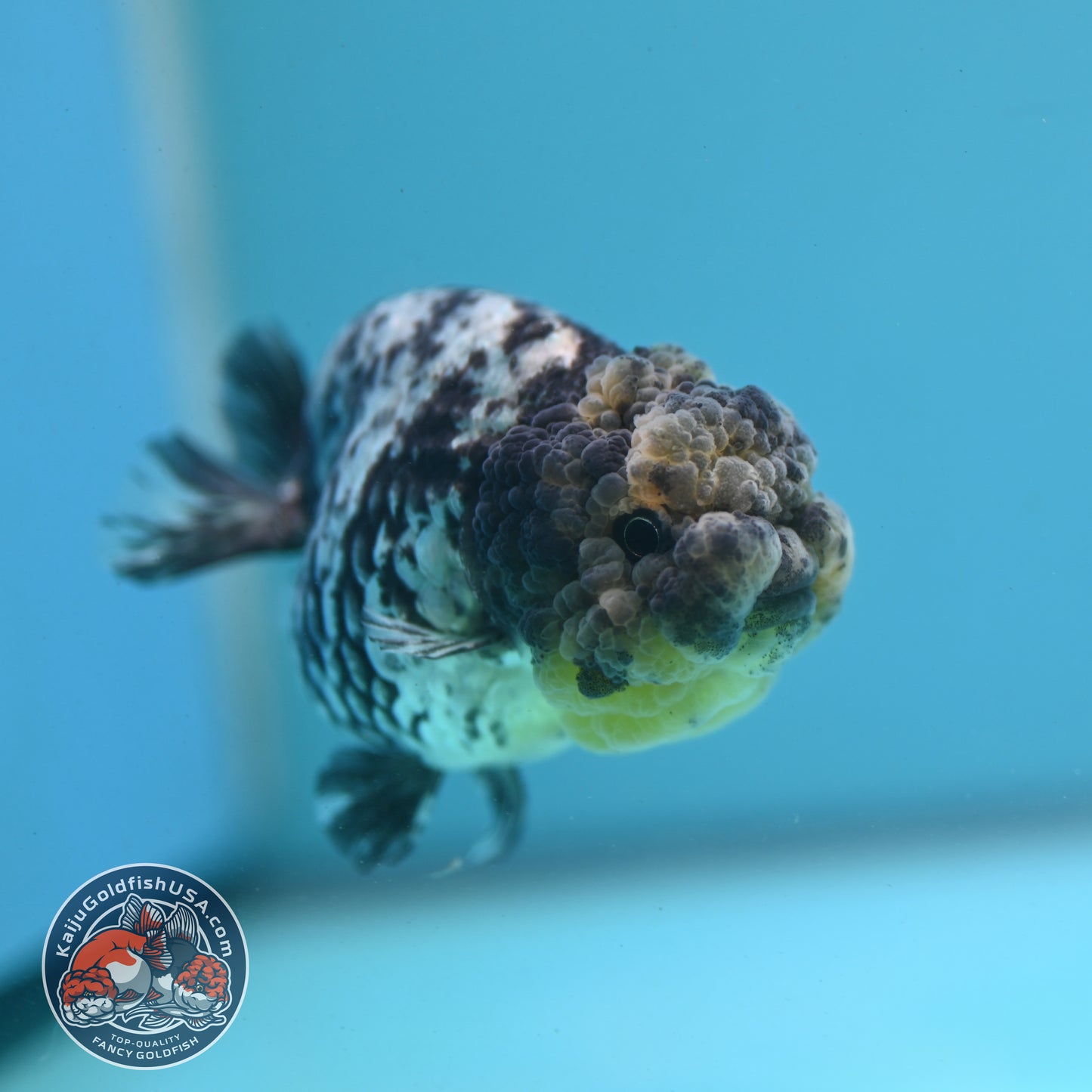White Tiger Ranchu 3 inch Body (260731_RC05)