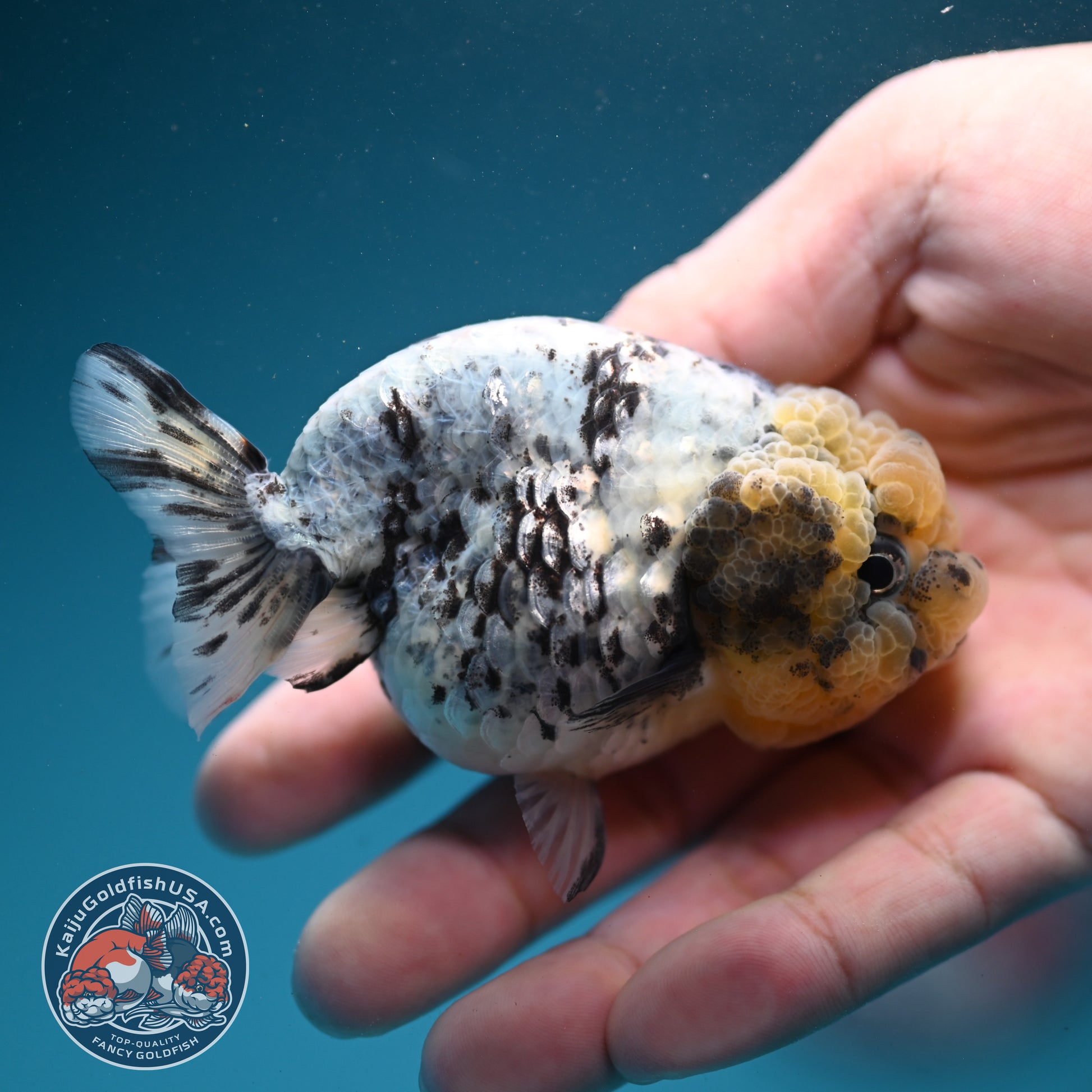 White Tiger Ranchu 3 inch Body (260731_RC06)