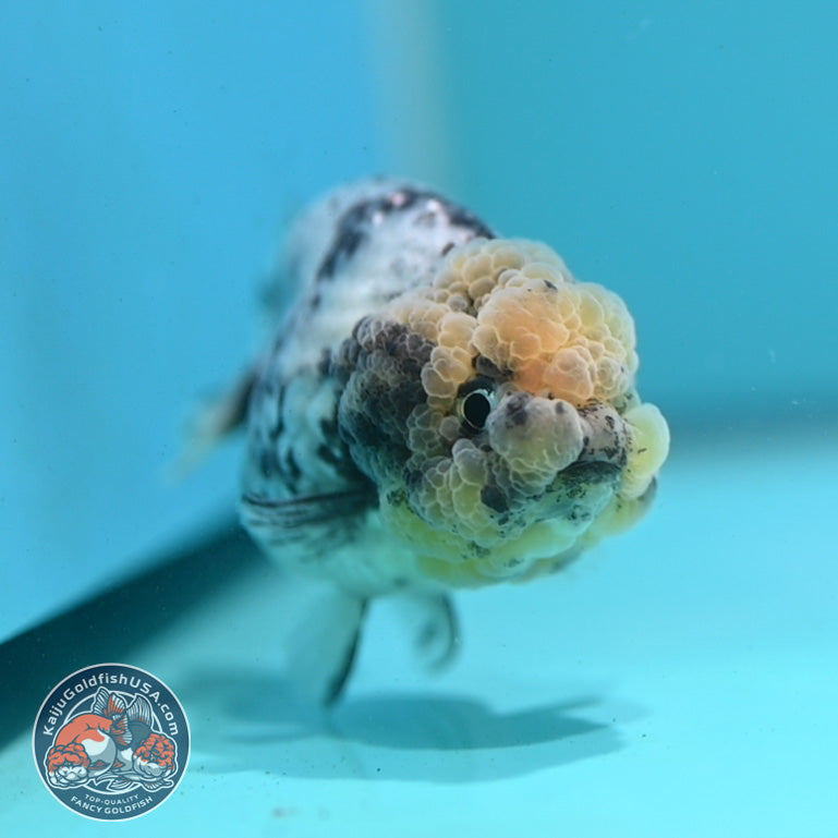 White Tiger Ranchu 3 inch Body (260731_RC06)