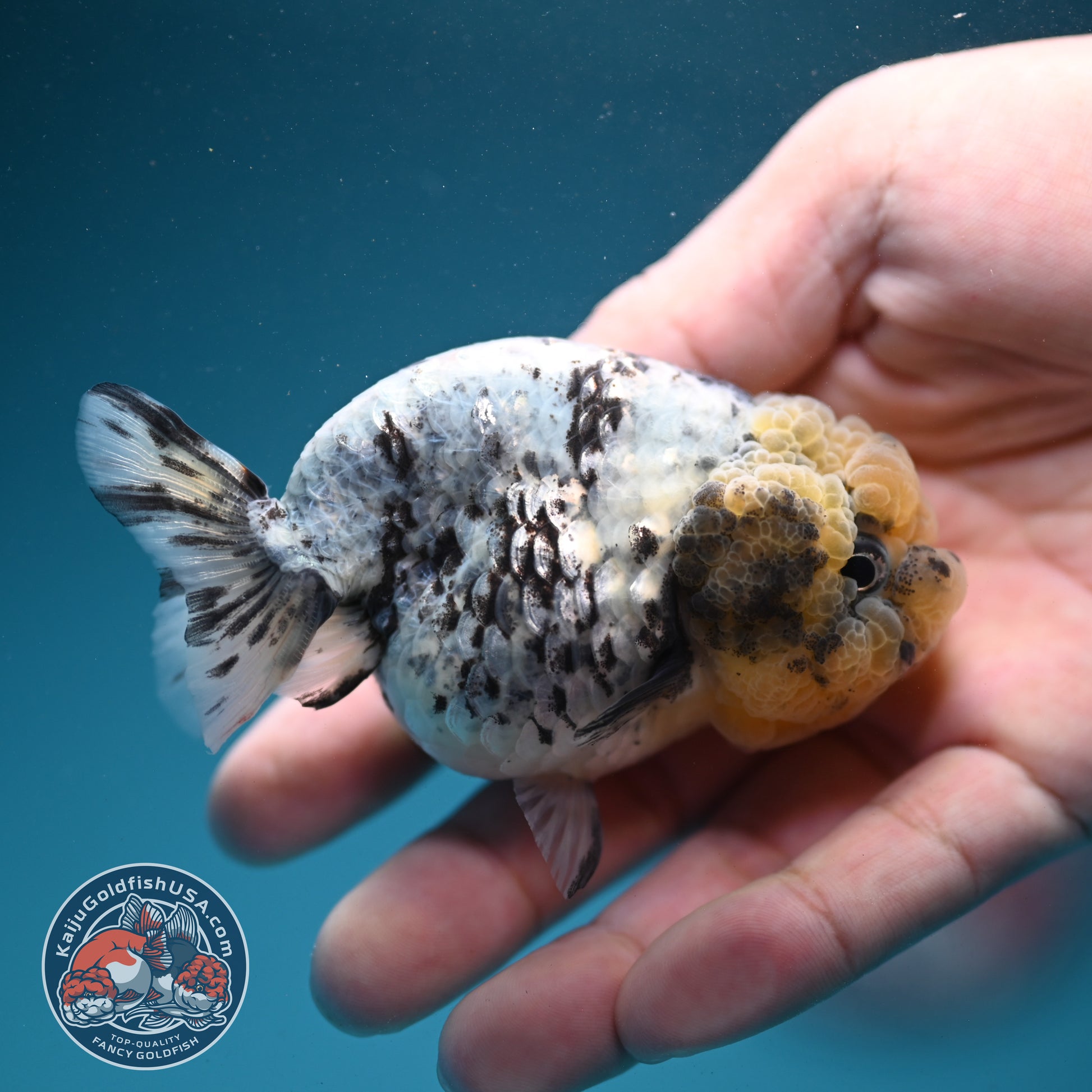 White Tiger Ranchu 3 inch Body (260731_RC06)