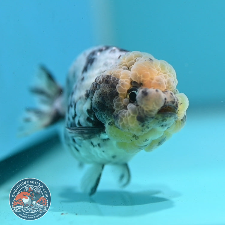 White Tiger Ranchu 3 inch Body (260731_RC06)