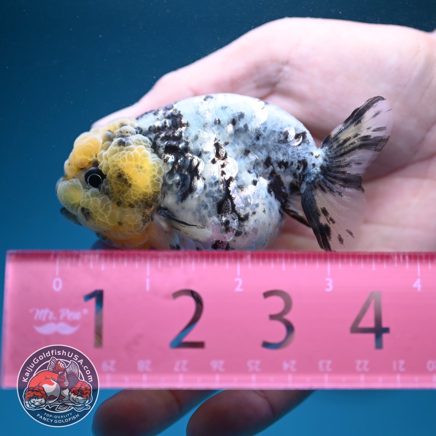 White Tiger Ranchu 3 inch Body (260731_RC06)
