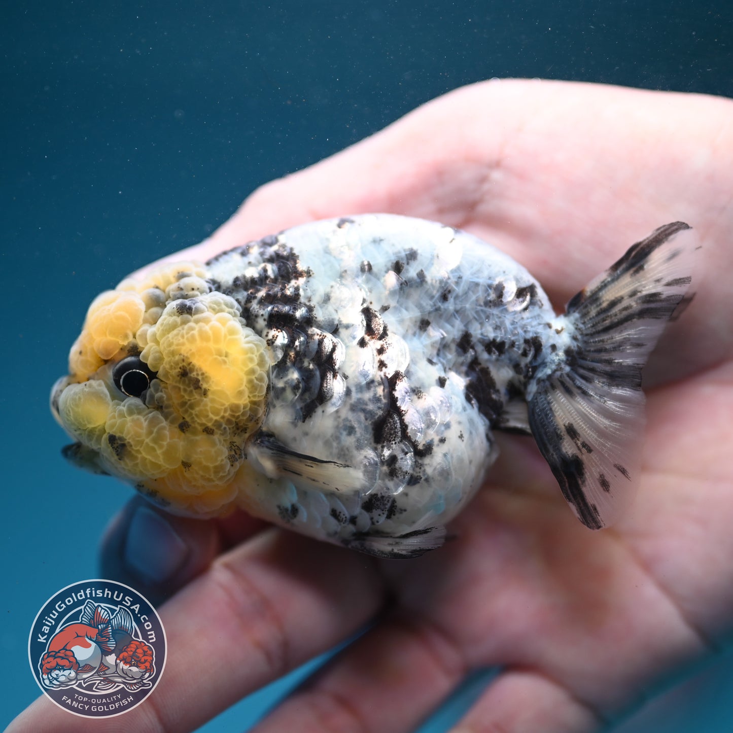 White Tiger Ranchu 3 inch Body (260731_RC06)