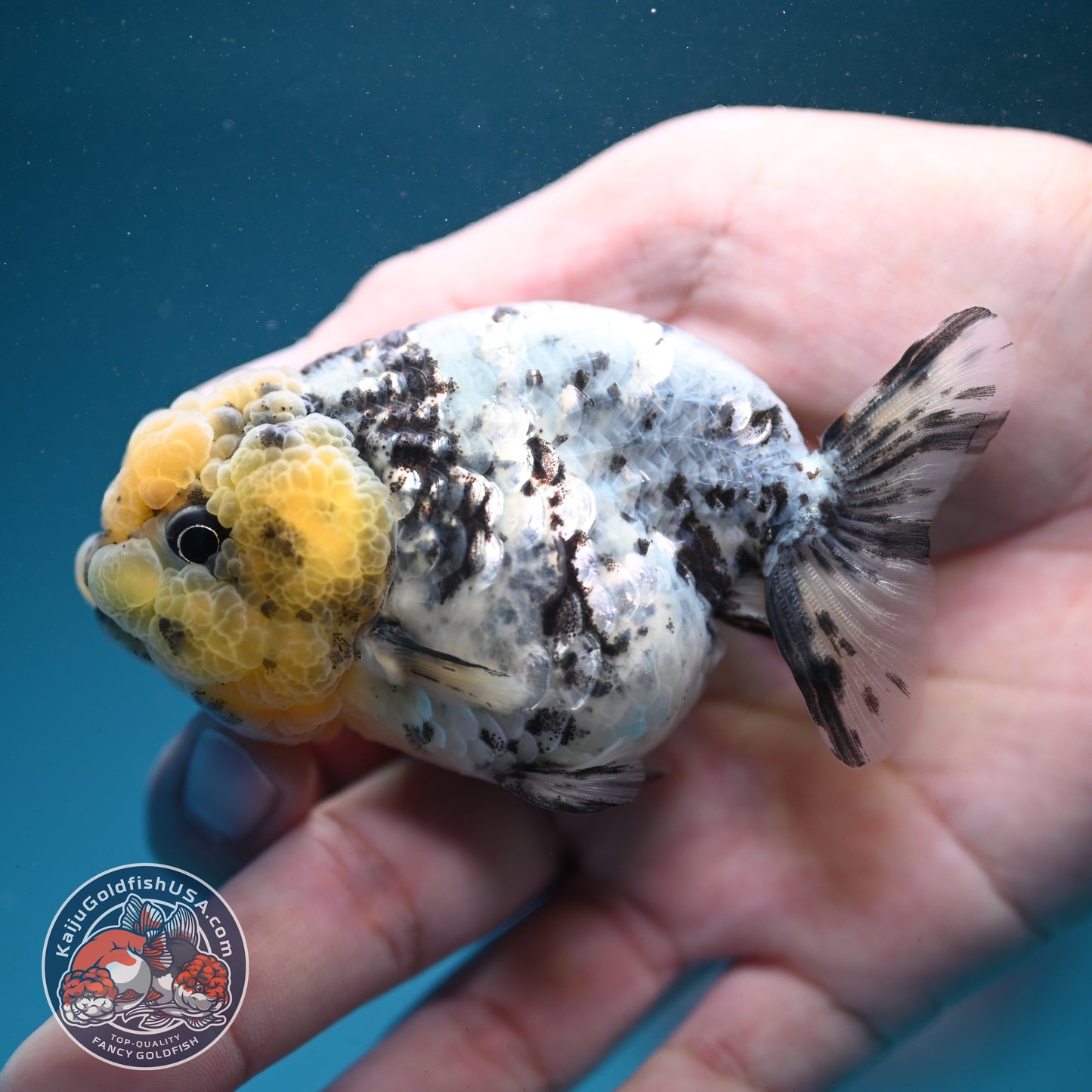 White Tiger Ranchu 3 inch Body (260731_RC06)