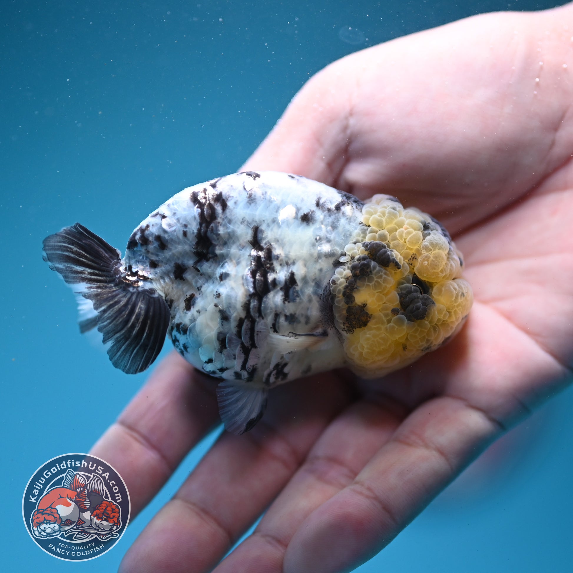 White Tiger Ranchu 3 inch Body (260731_RC09)