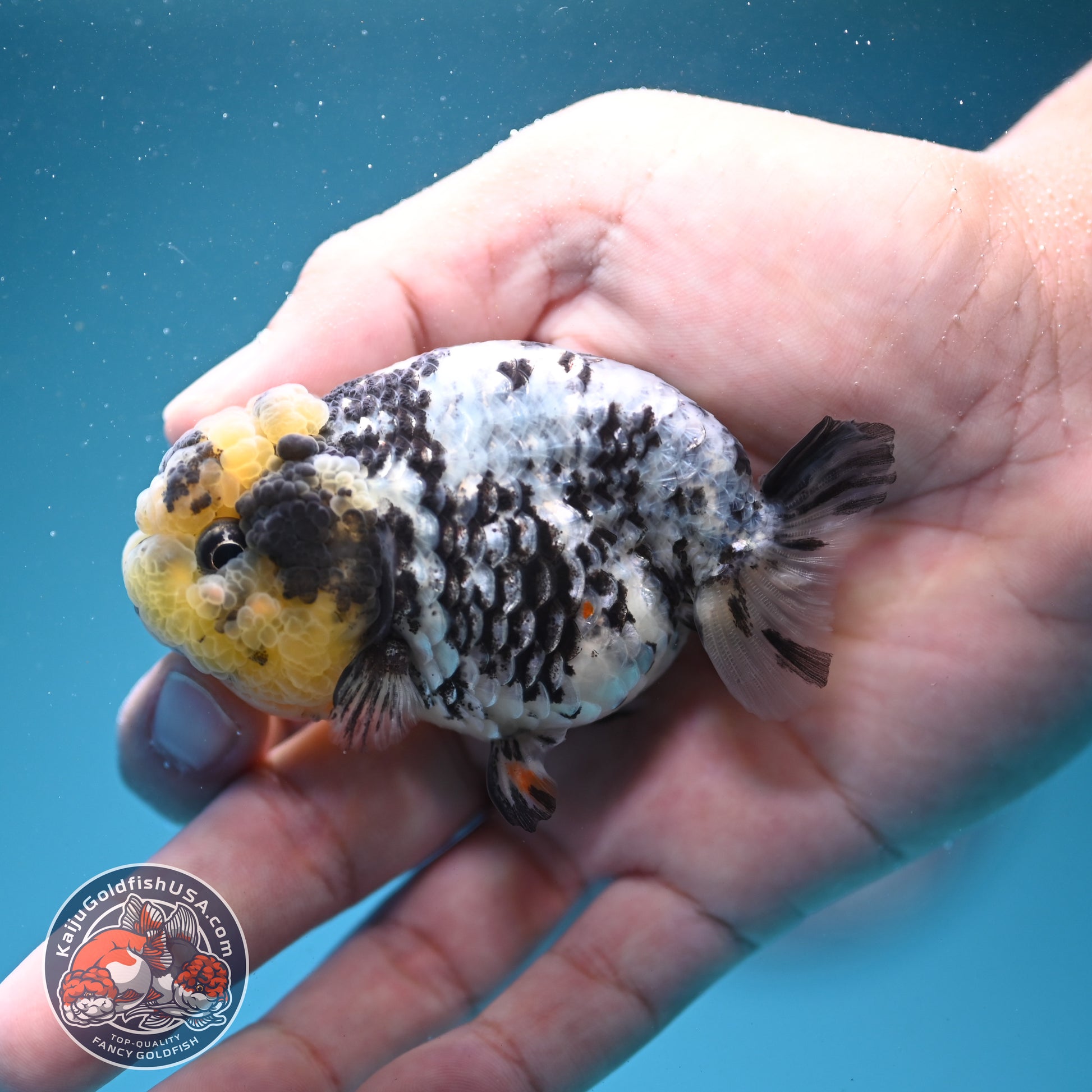 White Tiger Ranchu 3 inch Body (260731_RC09)