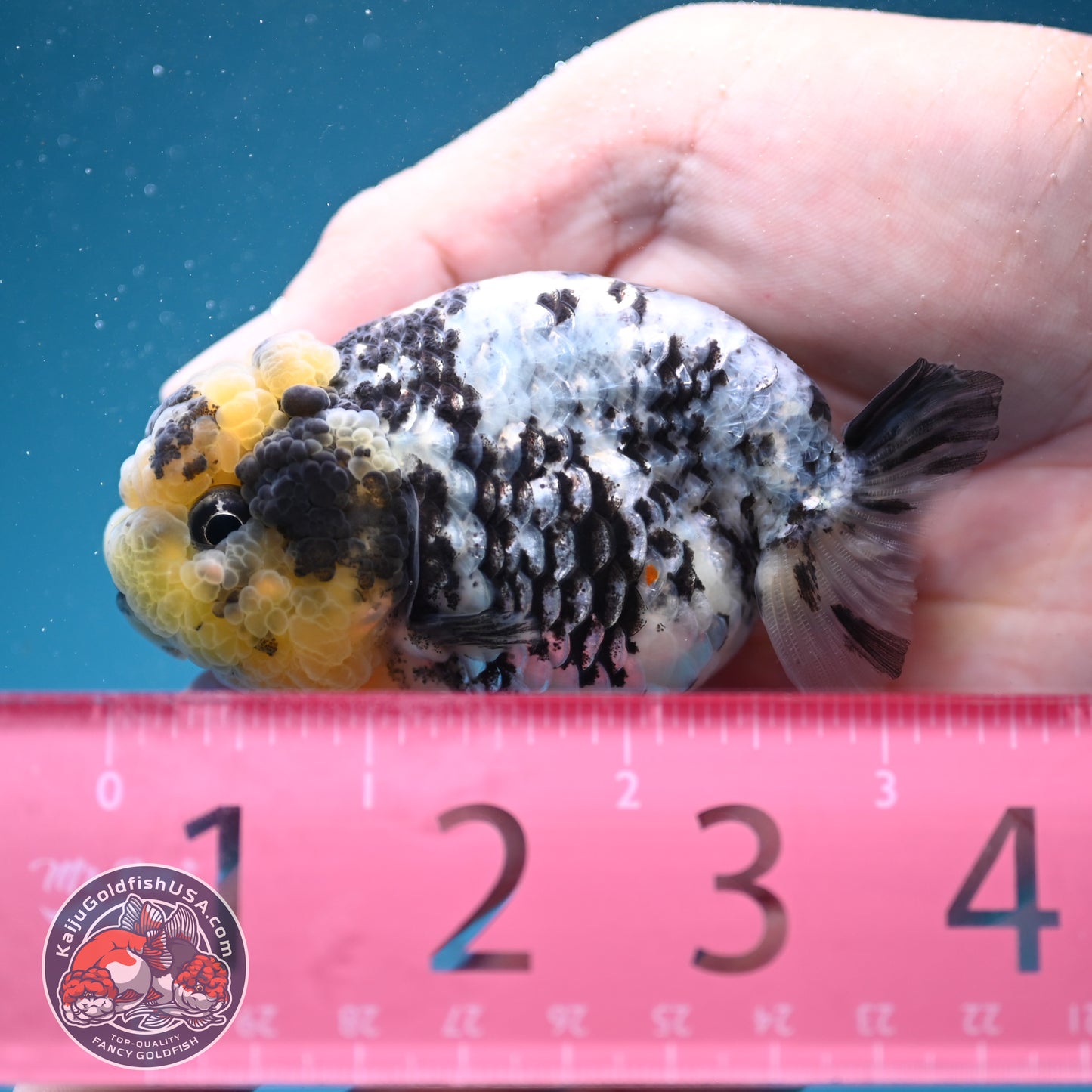 White Tiger Ranchu 3 inch Body (260731_RC09)