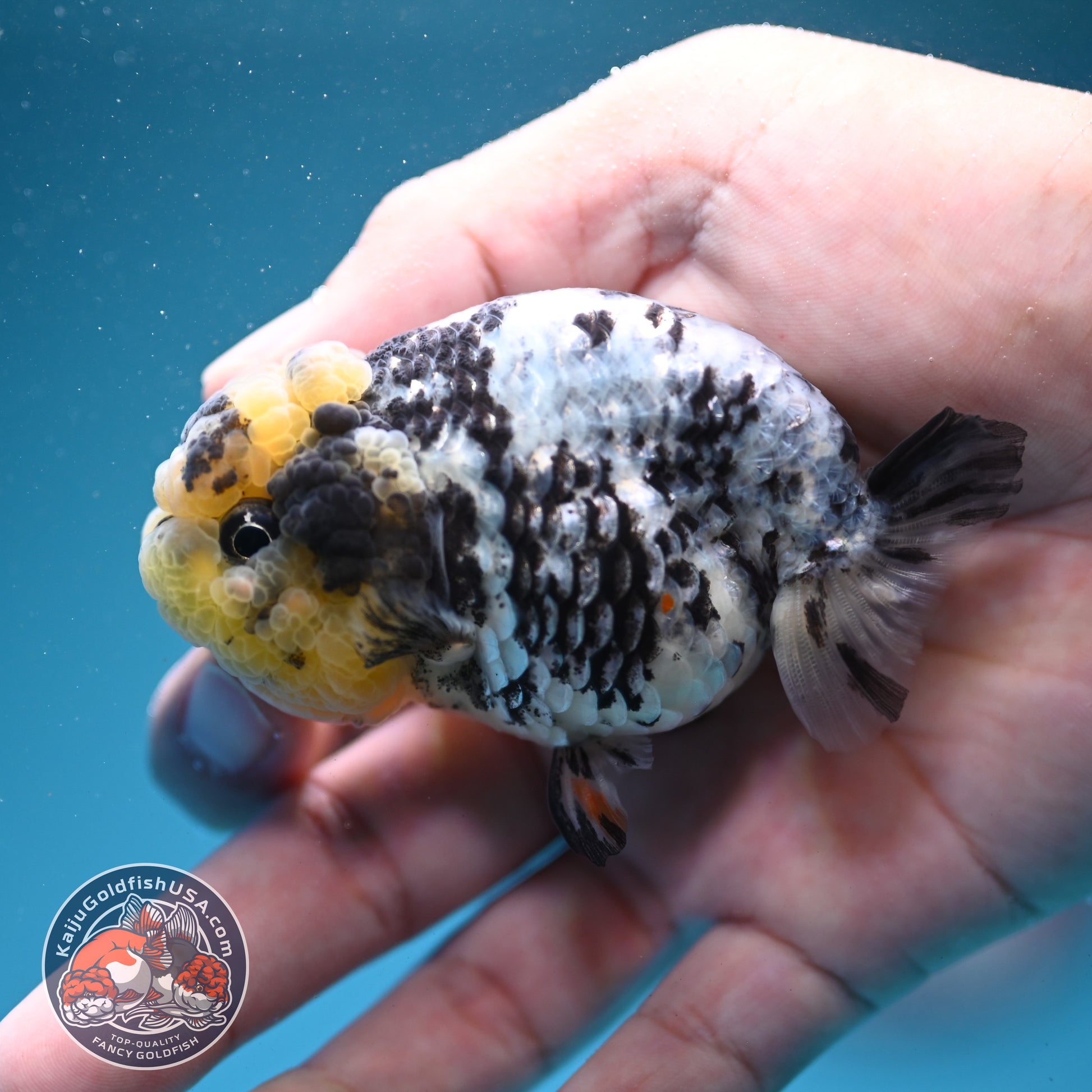 White Tiger Ranchu 3 inch Body (260731_RC09)