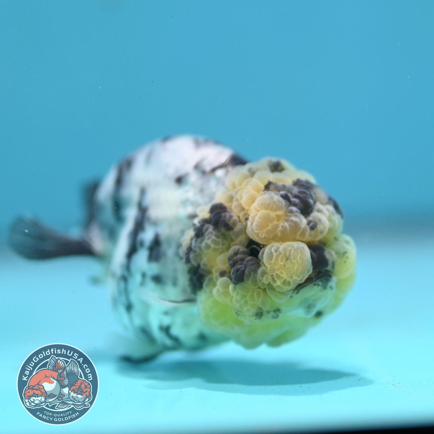 White Tiger Ranchu 3 inch Body (260731_RC09)