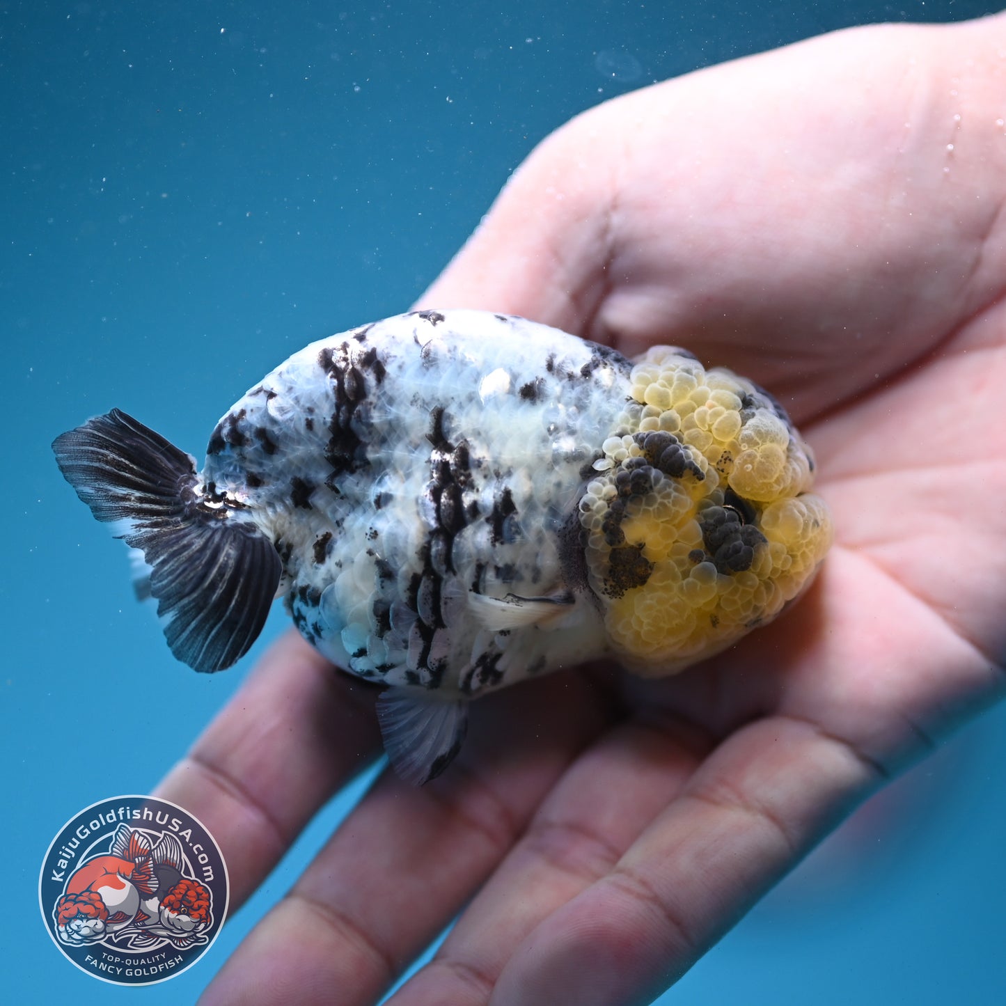 White Tiger Ranchu 3 inch Body (260731_RC09)