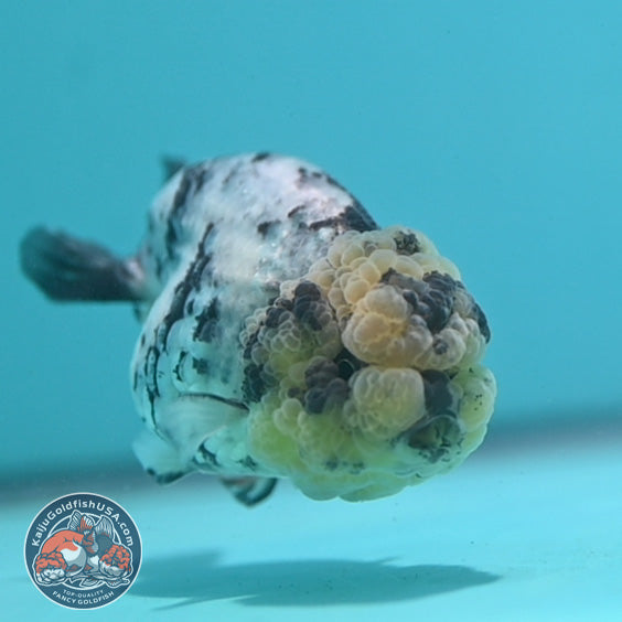 White Tiger Ranchu 3 inch Body (260731_RC09)