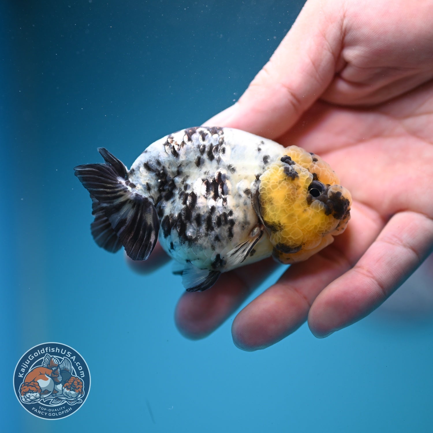 White Tiger Ranchu 3 inch Body (260807_RC01)