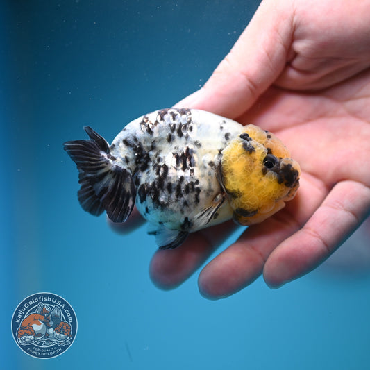White Tiger Ranchu 3 inch Body (260807_RC01)