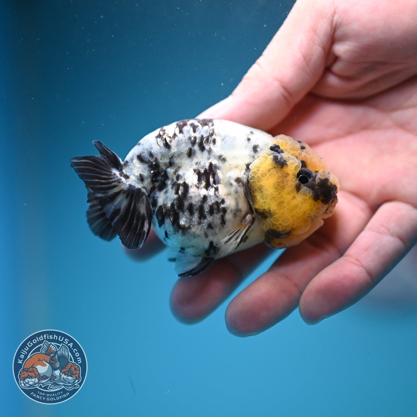 White Tiger Ranchu 3 inch Body (260807_RC01)