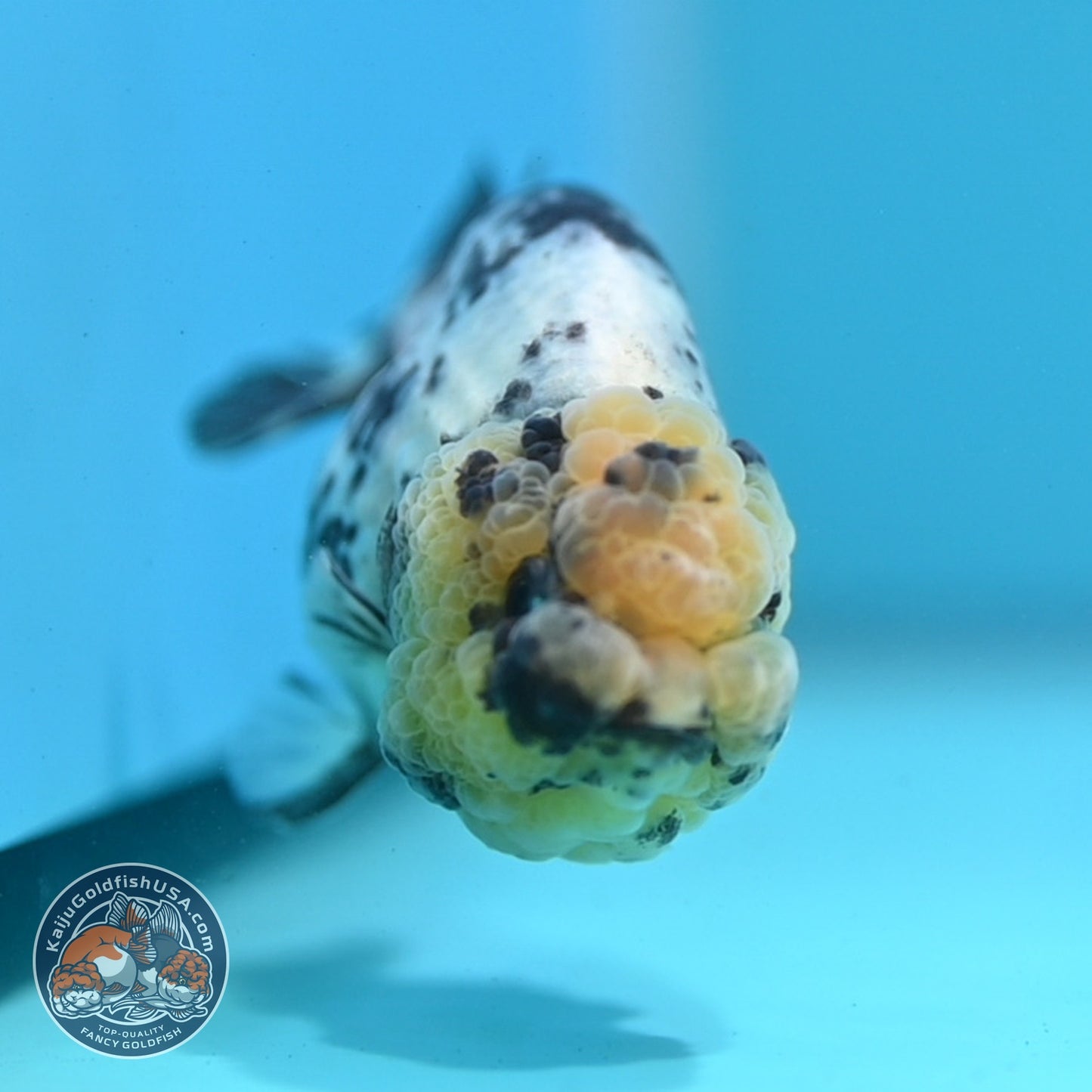 White Tiger Ranchu 3 inch Body (260807_RC01)