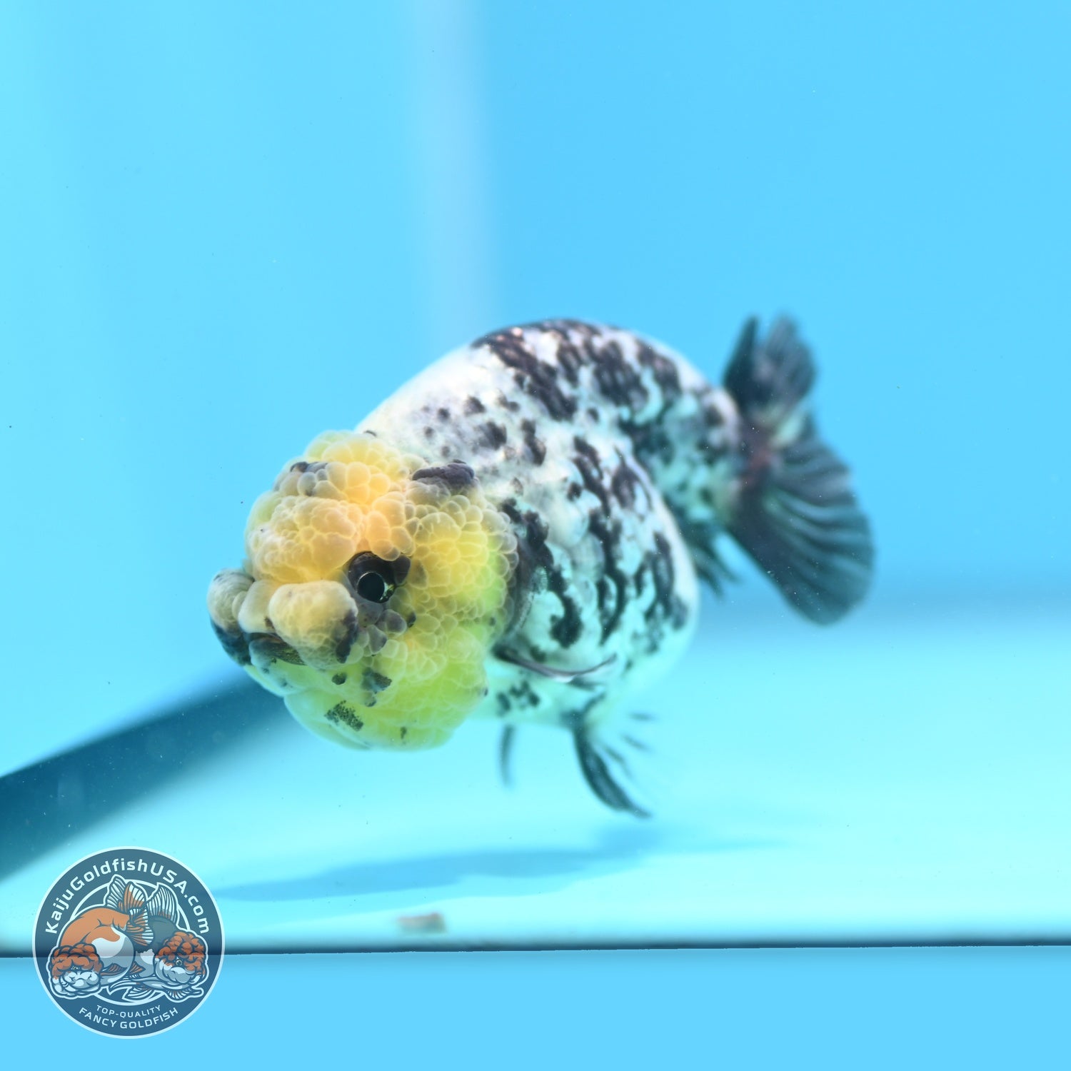 White Tiger Ranchu 3 inch Body (260807_RC01)
