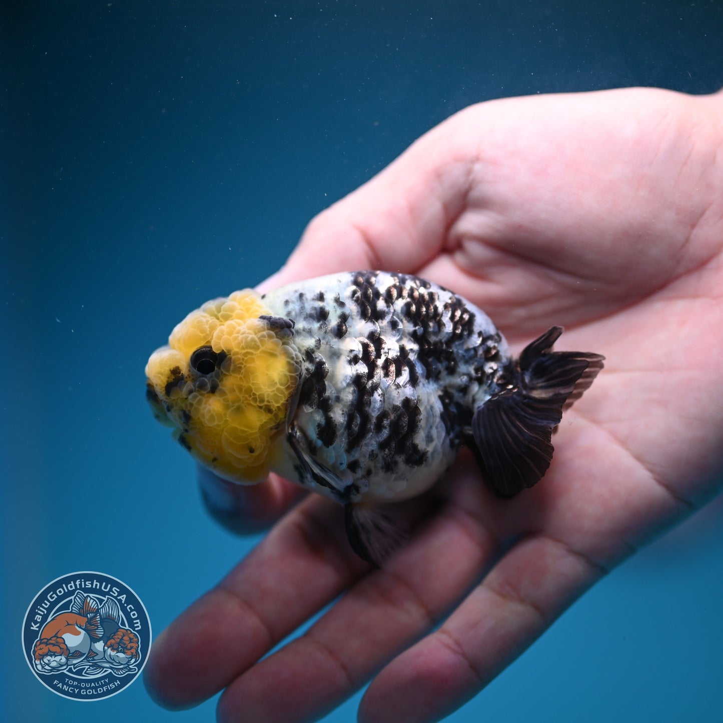 White Tiger Ranchu 3 inch Body (260807_RC01)