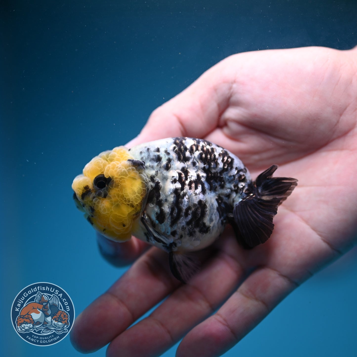 White Tiger Ranchu 3 inch Body (260807_RC01)