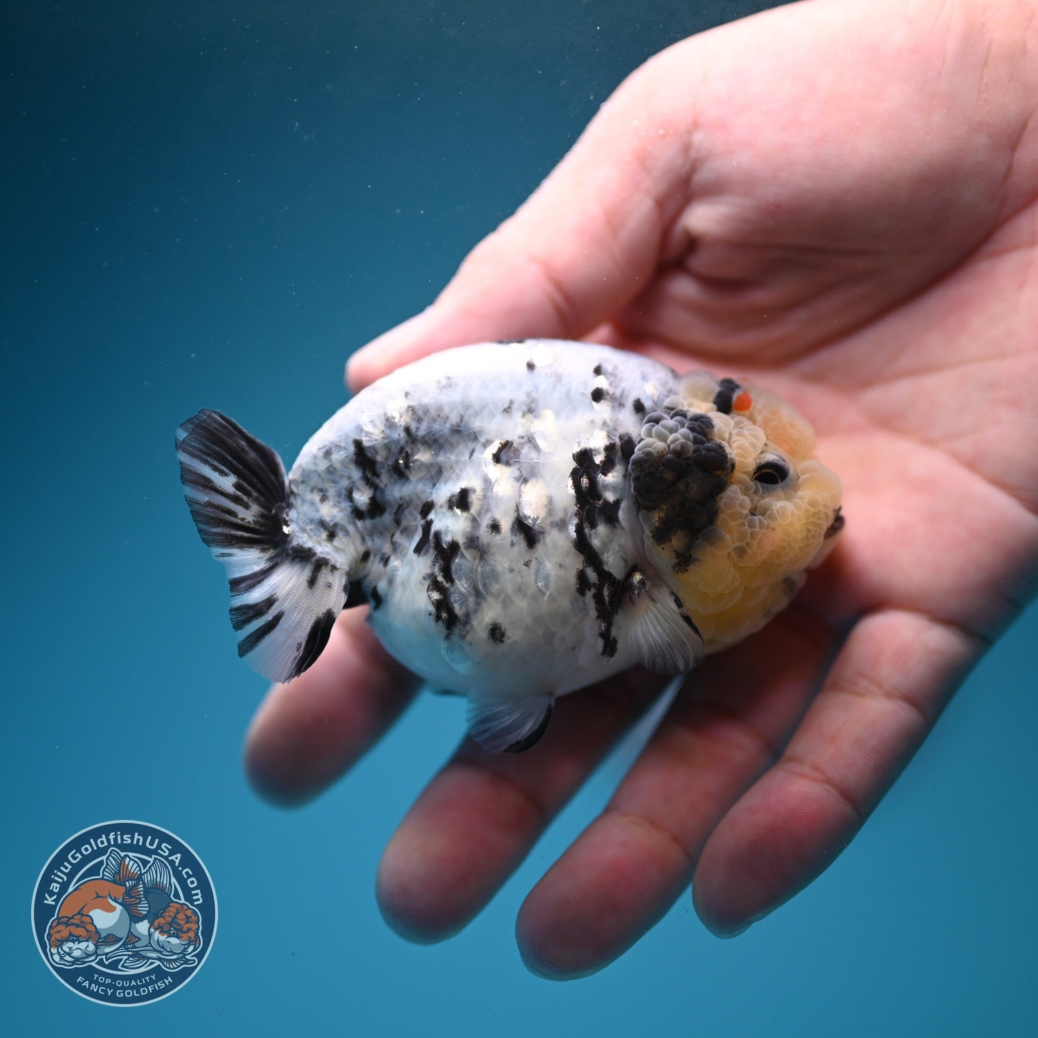 White Tiger Ranchu 3 inch Body (260807_RC04)