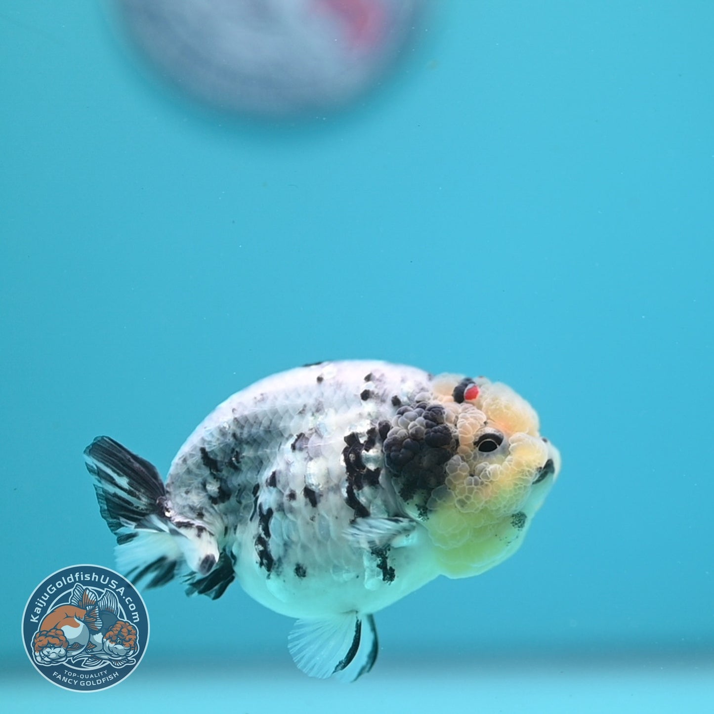 White Tiger Ranchu 3 inch Body (260807_RC04)