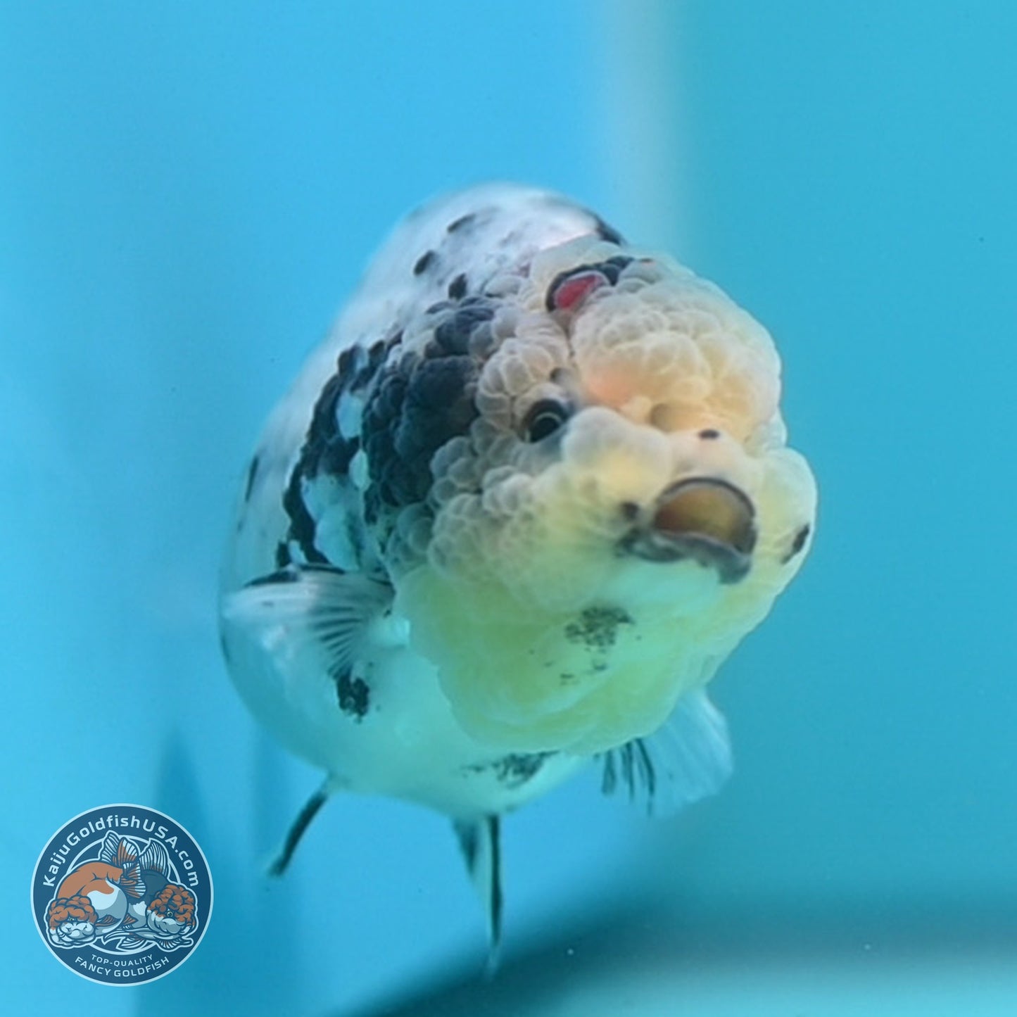 White Tiger Ranchu 3 inch Body (260807_RC04)