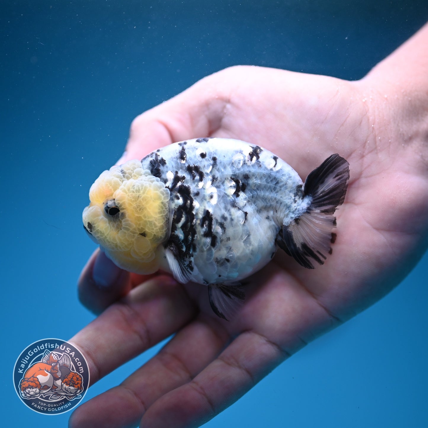 White Tiger Ranchu 3 inch Body (260807_RC04)
