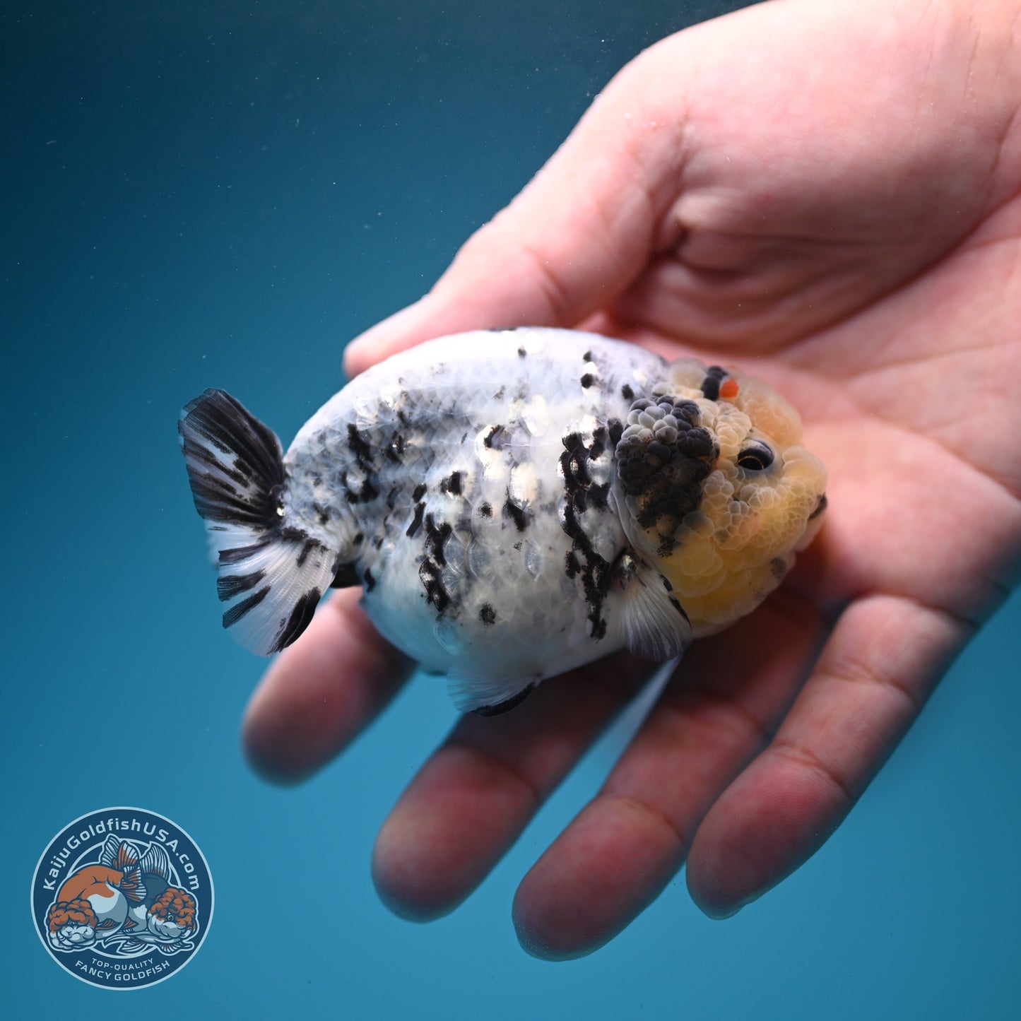 White Tiger Ranchu 3 inch Body (260807_RC04)