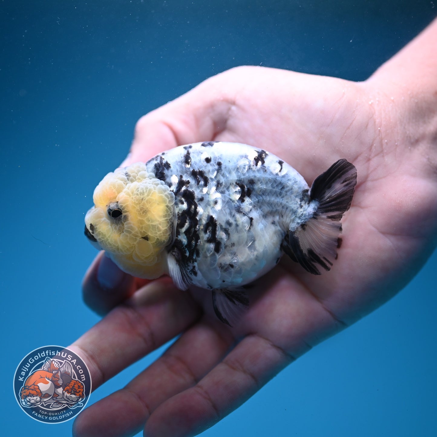White Tiger Ranchu 3 inch Body (260807_RC04)