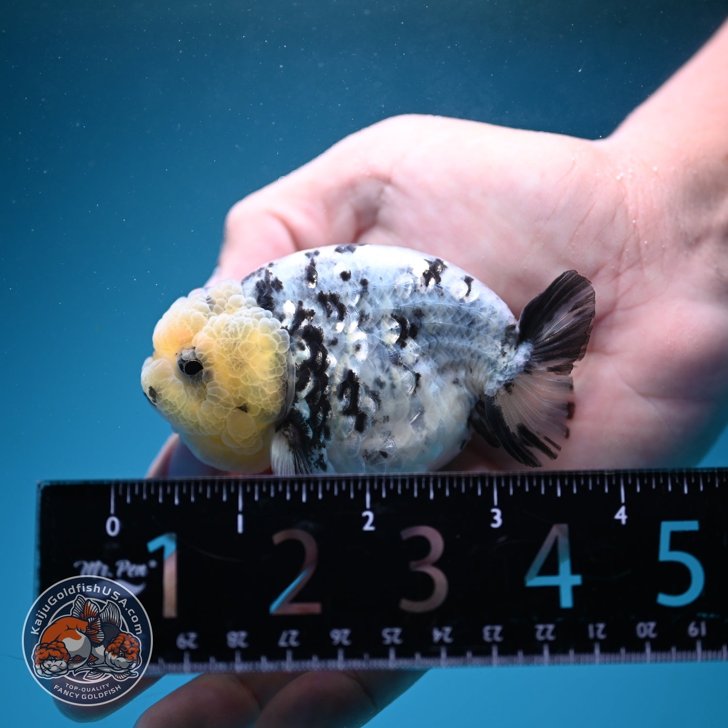 White Tiger Ranchu 3 inch Body (260807_RC04)