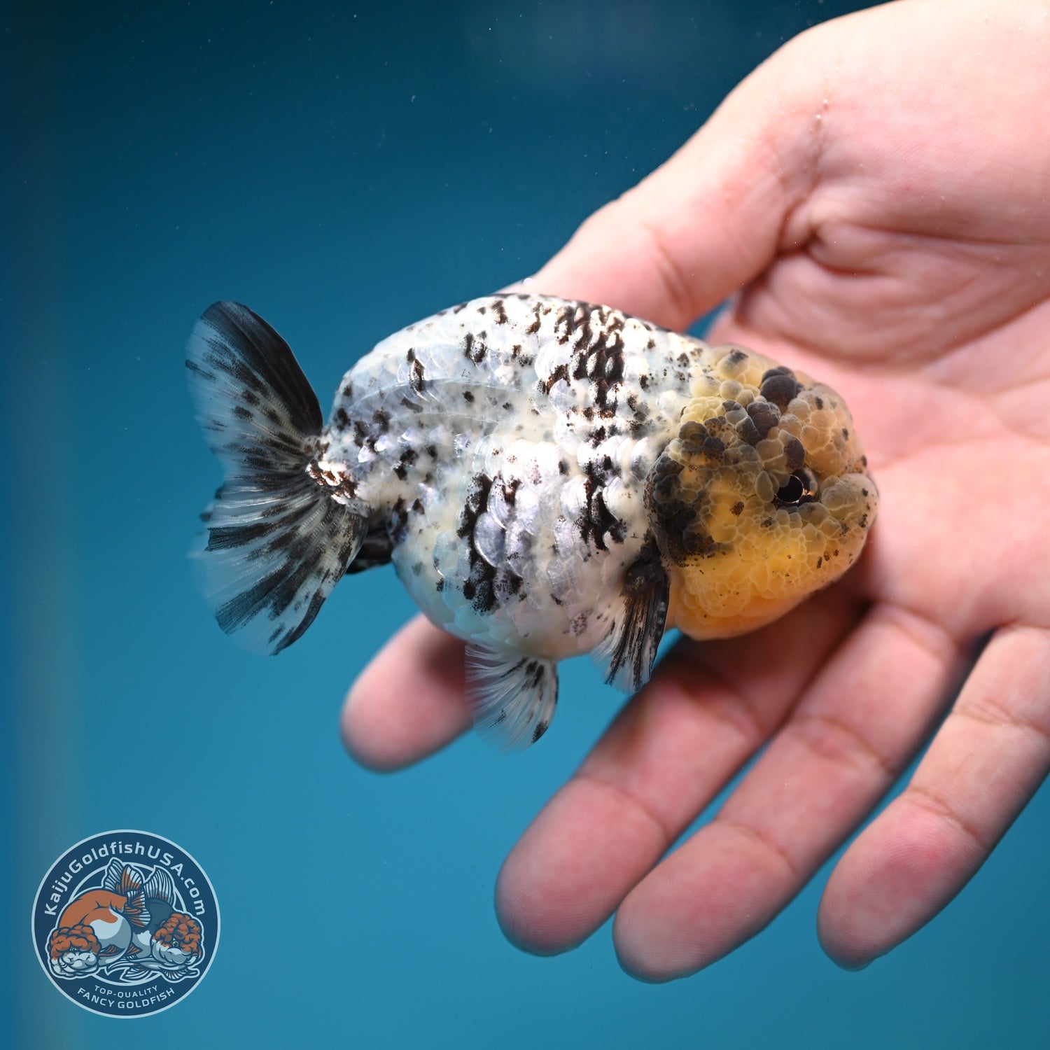 White Tiger Ranchu 3 inch Body (260821_RC01)