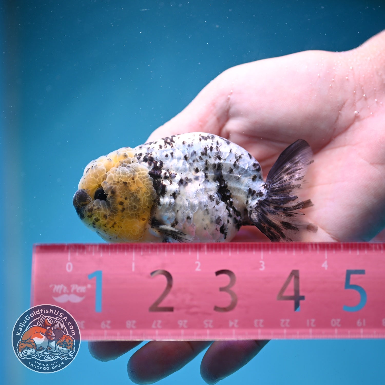 White Tiger Ranchu 3 inch Body (260821_RC01)