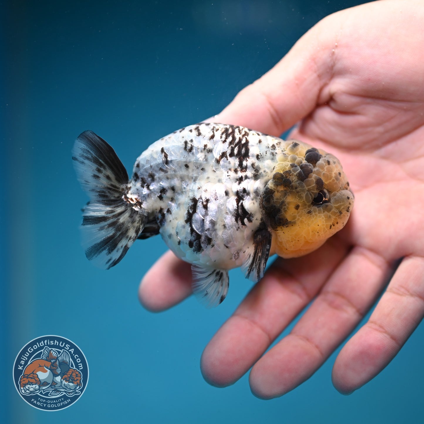 White Tiger Ranchu 3 inch Body (260821_RC01)