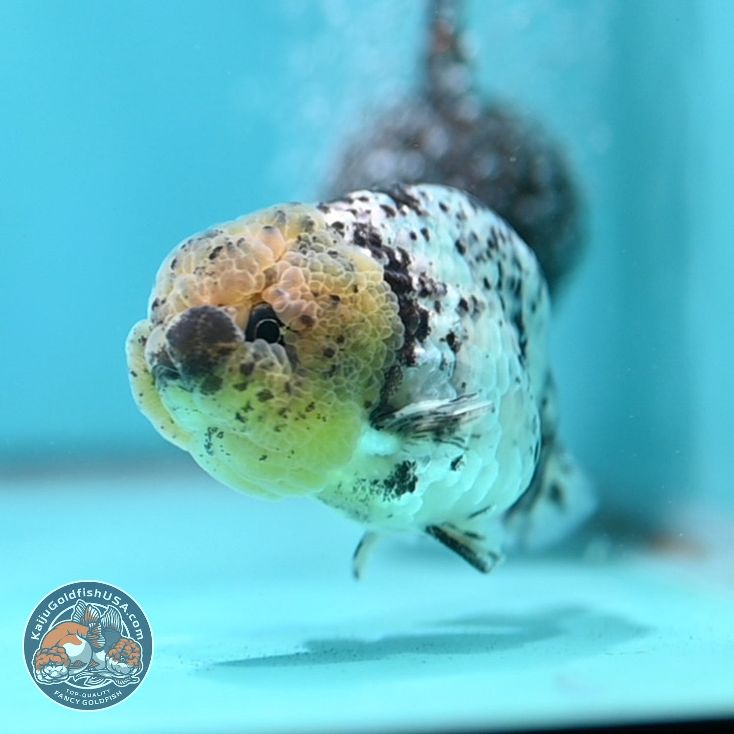White Tiger Ranchu 3 inch Body (260821_RC01)