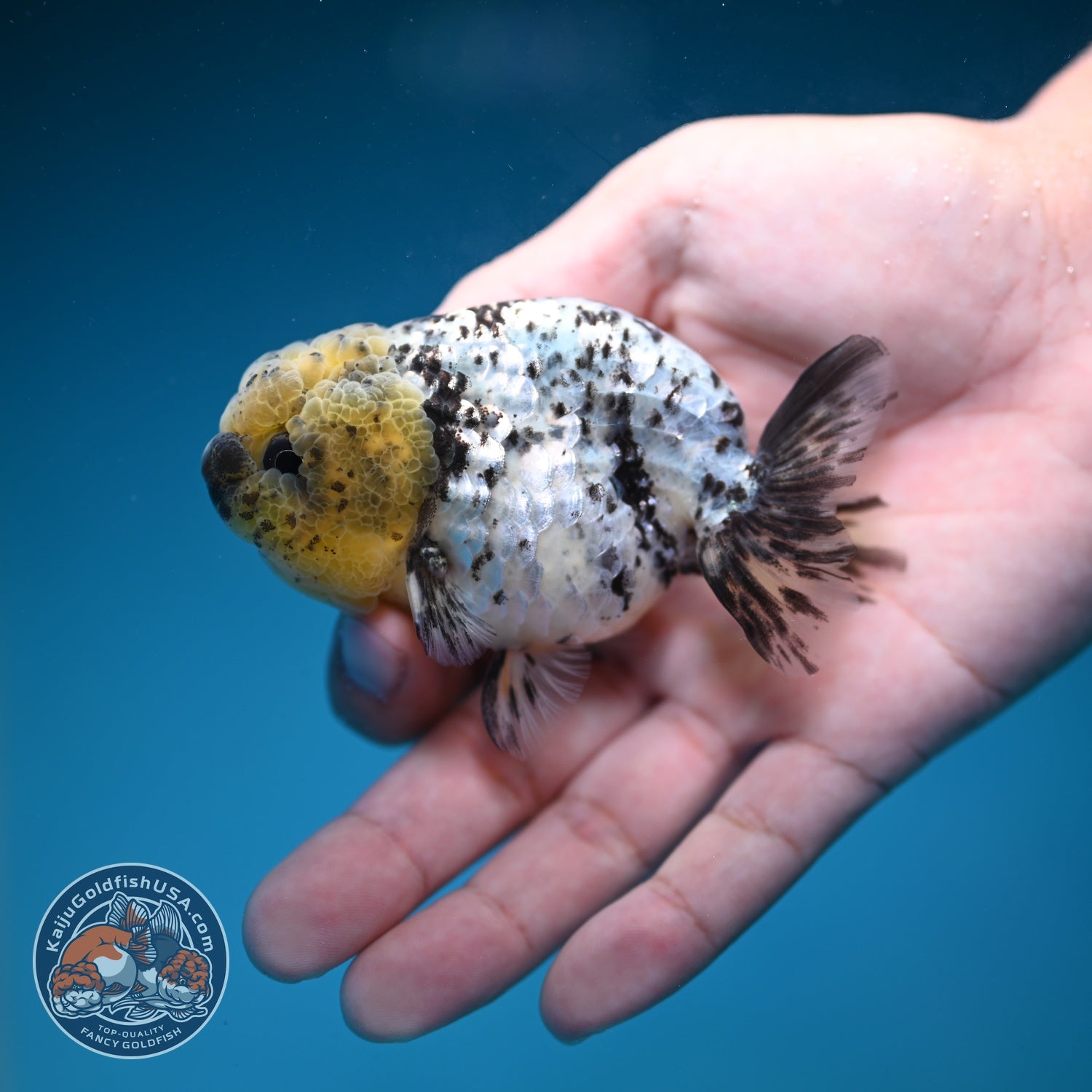 White Tiger Ranchu 3 inch Body (260821_RC01)