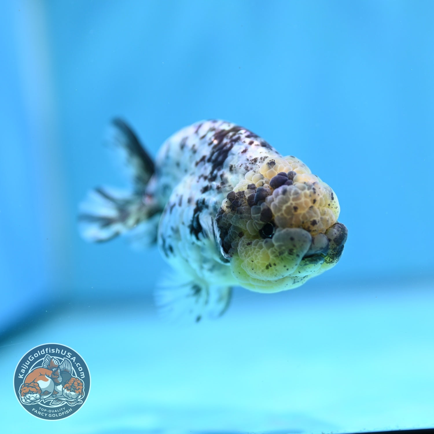 White Tiger Ranchu 3 inch Body (260821_RC01)