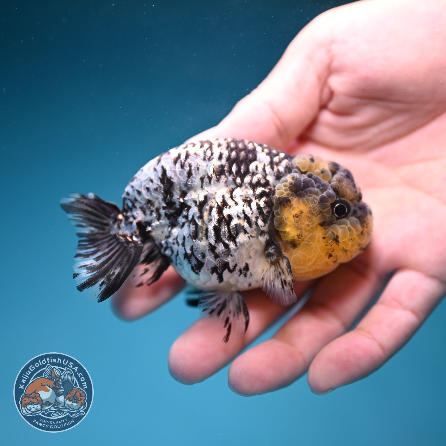 White Tiger Ranchu 3 inch Body (260821_RC04)