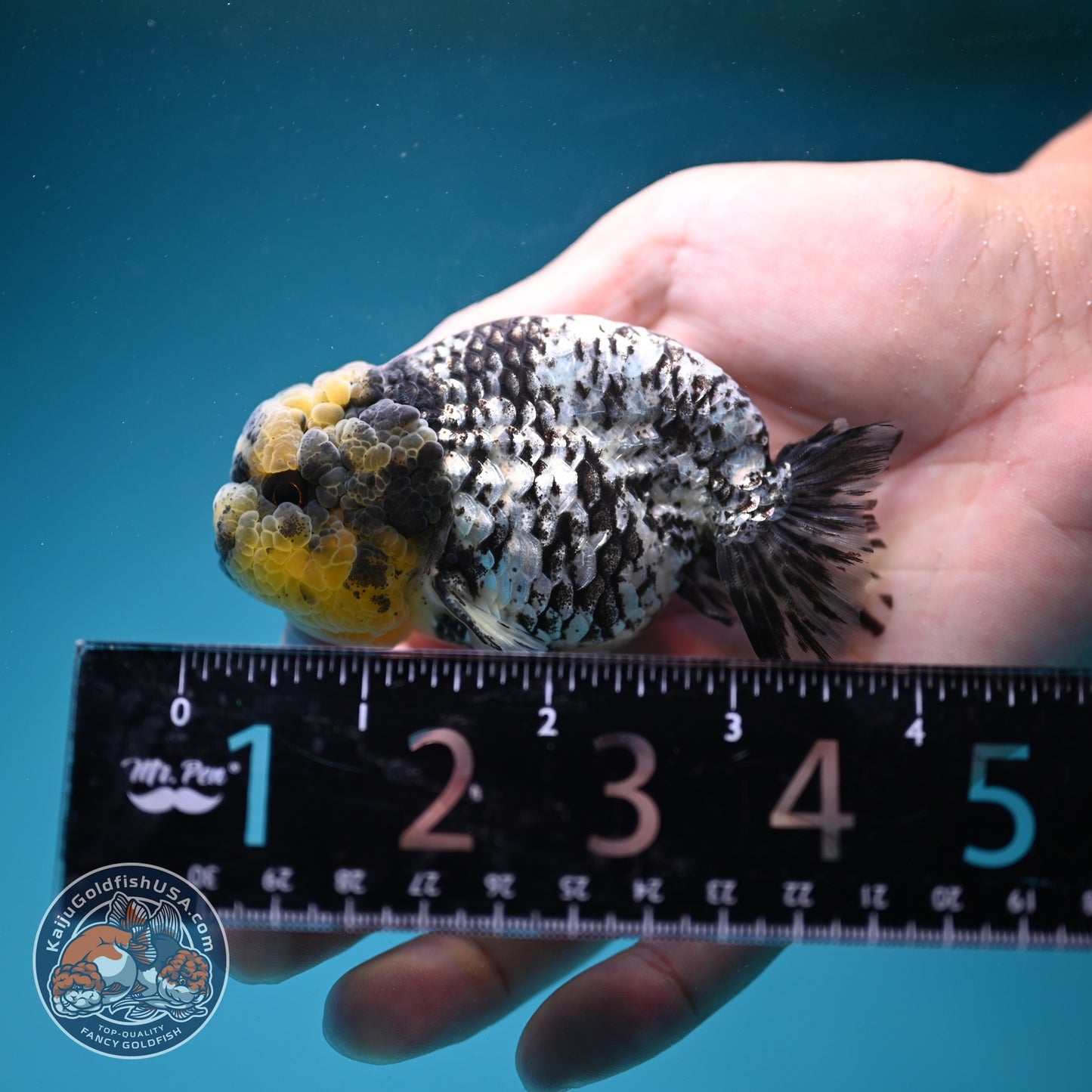 White Tiger Ranchu 3 inch Body (260821_RC04)
