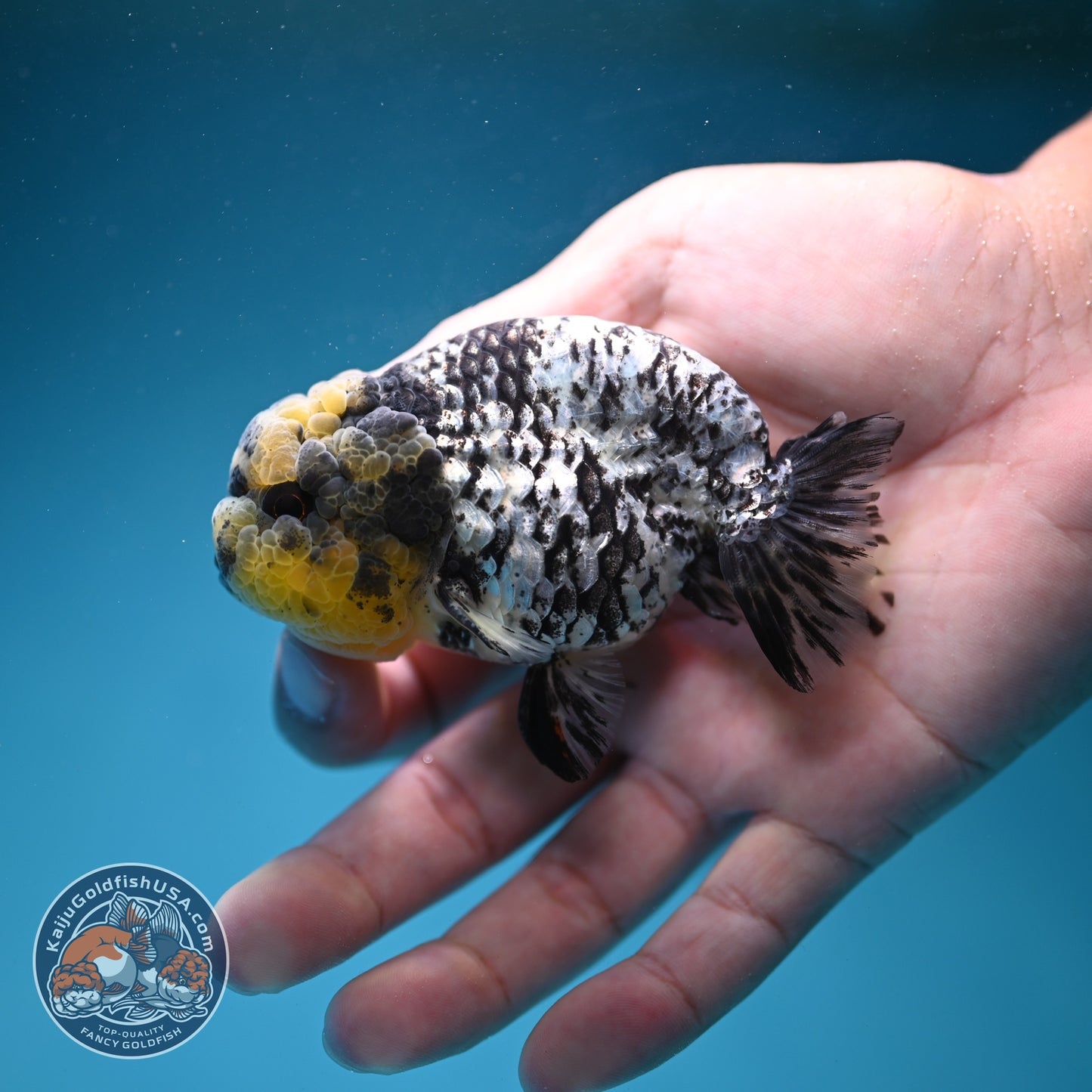 White Tiger Ranchu 3 inch Body (260821_RC04)