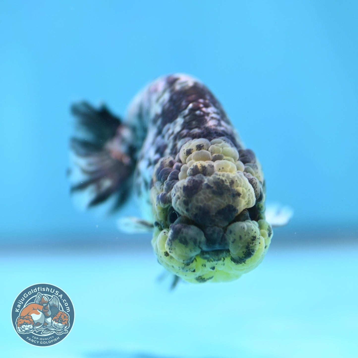 White Tiger Ranchu 3 inch Body (260821_RC04)