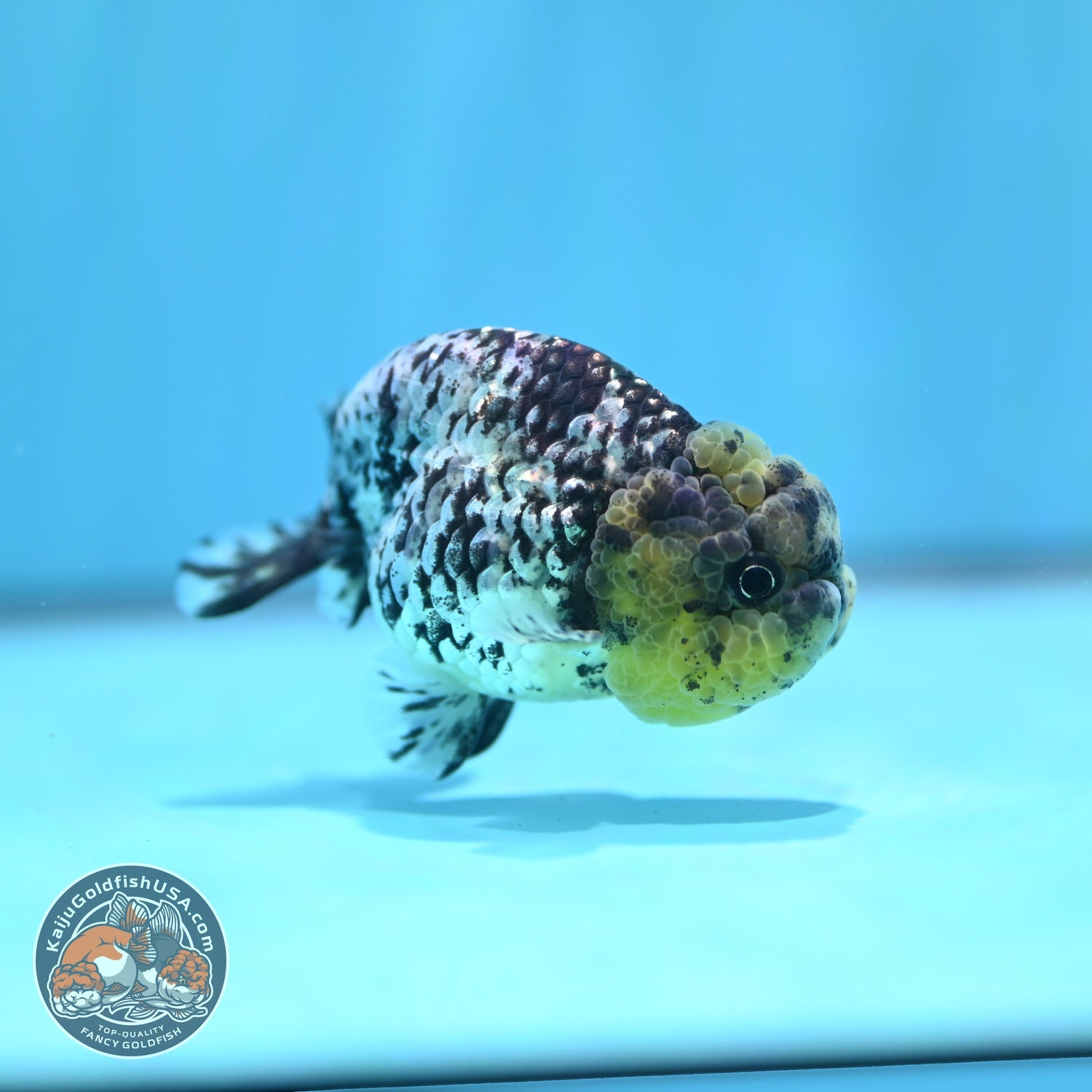 White Tiger Ranchu 3 inch Body (260821_RC04)