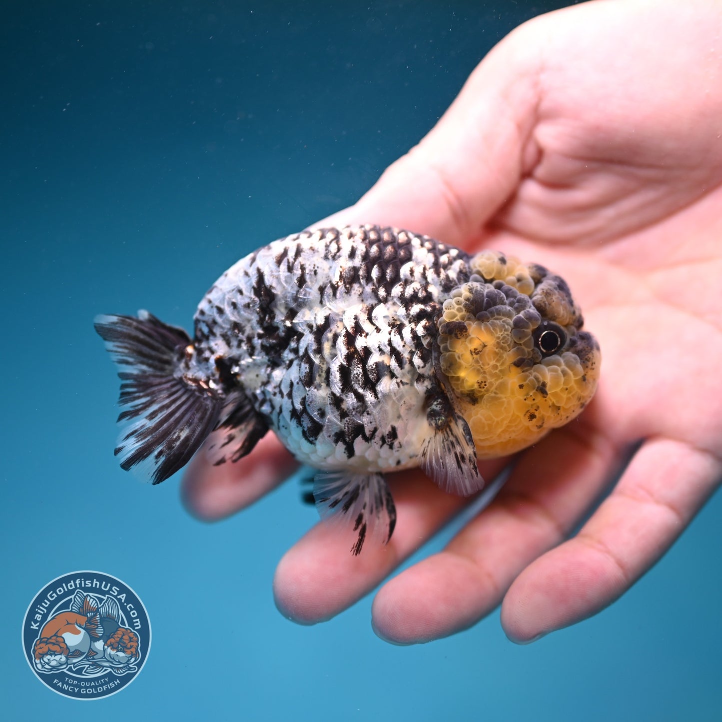 White Tiger Ranchu 3 inch Body (260821_RC04)