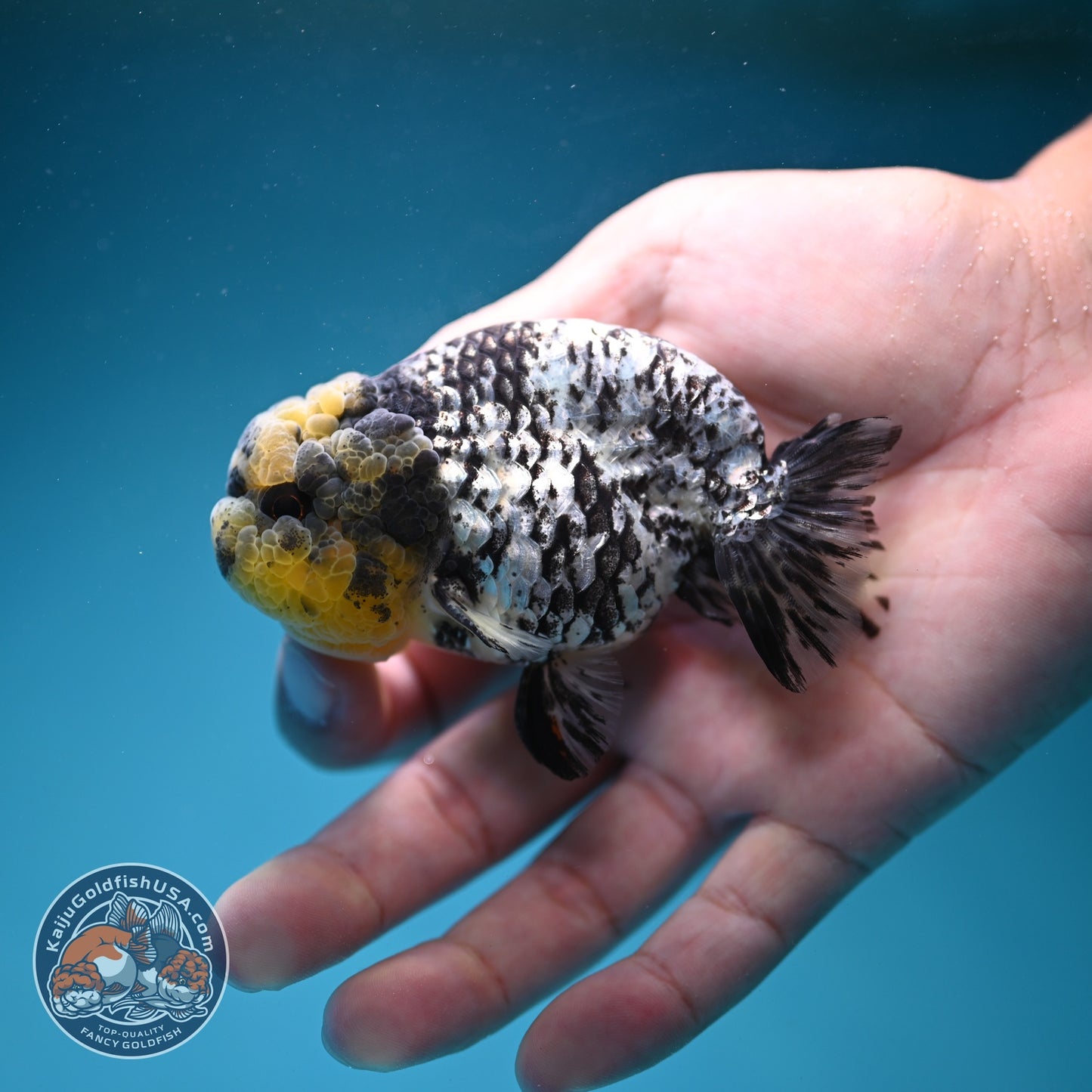 White Tiger Ranchu 3 inch Body (260821_RC04)